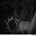 Nice Bull Early Summer 2011