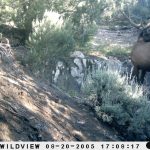 WVL Small 6x7 Bull Elk