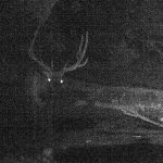 Dark Trail Cam Photo Nice Bull